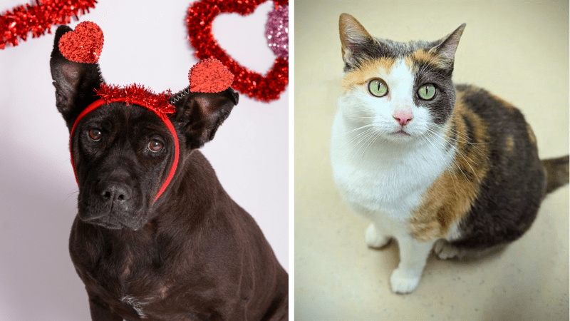 Meet Delilah and Coco: Broward County Animal Care’s Pets of the Week Need Loving Homes