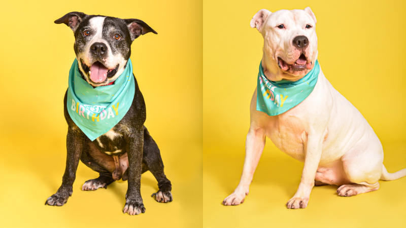 Meet Broward County Animal Care’s Pets of the Week: Onyx and Ruckus 6 Meet Broward County Animal Care’s Pets of the Week: Onyx and Ruckus 3
