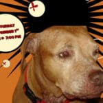 Broward County Animal Care to Host Screening of Film Challenging Dog Breed Stereotypes 2 Broward County Animal Care to Host Screening of Film Challenging Dog Breed Stereotypes 1