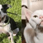 Broward County Animal Care Spotlights Pets of the Week: Boo and Ghost 4 Broward County Animal Care Spotlights Pets of the Week: Boo and Ghost 2