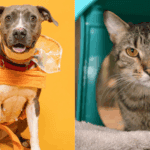 Tris and Eliza: Broward County Animal Care’s Adoptable Pets of the Week 1