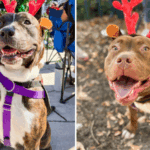 Meet Broward County Animal Care’s Pets of the Week: Missy and DJ Qualls 1