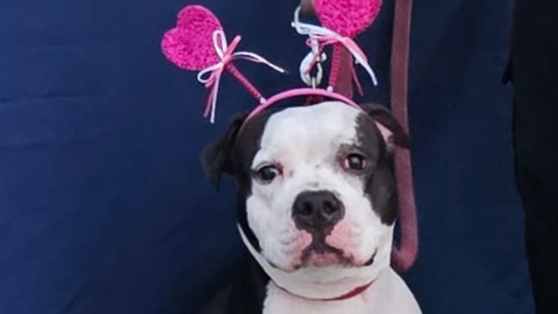 Tamarac to Host ‘Furever Friends Pet Expo 2026’ in February 5