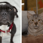 Tango and Higgins At Broward County Animal Care Await Forever Homes 1