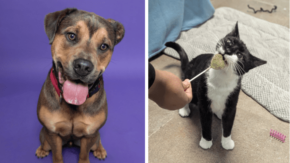 Broward County Animal Care Highlights Derek and Momma Cat in Weekly Adoption Spotlight 16