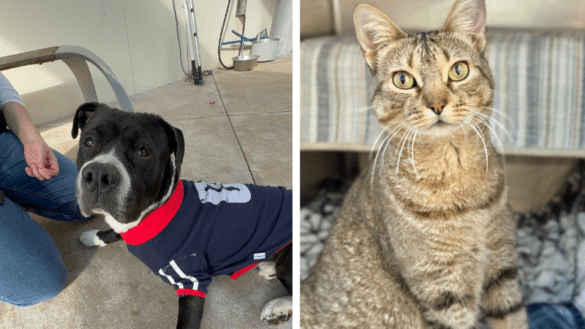 Dogma and Olac Seek Loving Homes at Broward County Animal Care 20