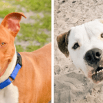 Dice and Sebastian Await Forever Homes at Broward County Animal Care 1