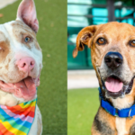 Ringo and Zeus: Two Loyal Dogs Waiting for Forever Homes 3 Ringo and Zeus: Two Loyal Dogs Waiting for Forever Homes 1