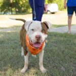 Protect Pets From Deadly Summer Heat, Broward Animal Care Urges 2