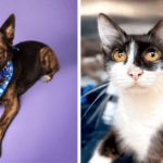 Maya and Tuna Looking for Forever Homes at Broward County Animal Care 1