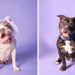 Senior Sweetheart Tatum, Easygoing Mollie Seek Forever Homes at Broward Animal Care 1