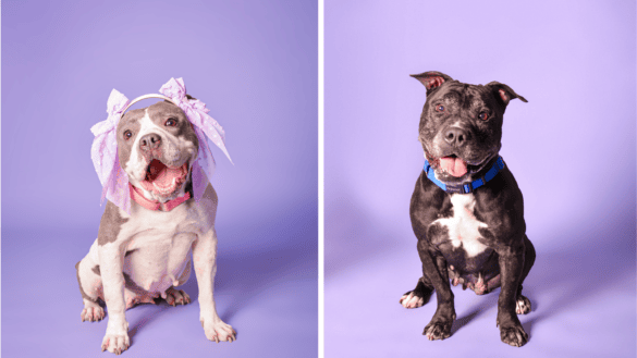 Senior Sweetheart Tatum, Easygoing Mollie Seek Forever Homes at Broward Animal Care 9