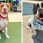 Rocky the Bulldog, Peaches the Terrier Mix Seek Forever Homes at Broward County Animal Care 1