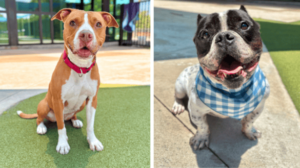 Rocky the Bulldog, Peaches the Terrier Mix Seek Forever Homes at Broward County Animal Care 23