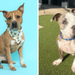 Seamus and Chicha Await Forever Homes at Broward County Animal Care 3
