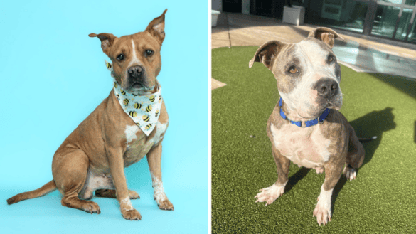Seamus and Chicha Await Forever Homes at Broward County Animal Care 24