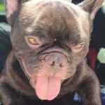 Abandoned French Bulldog Finds Safe Haven Thanks to Tamarac Firefighters, Local Rescue 2