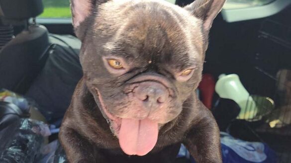 Abandoned French Bulldog Finds Safe Haven Thanks to Tamarac Firefighters, Local Rescue 18