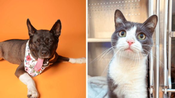 Milo and Alexis Seek Loving Homes Through Broward County Animal Care 24