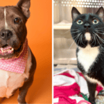 Della and Odie Are Looking for Homes at Broward County Animal Care 7 Della and Odie Are Looking for Homes at Broward County Animal Care 5