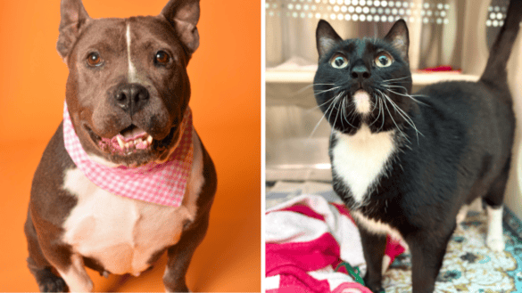 Della and Odie Are Looking for Homes at Broward County Animal Care 21