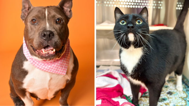 Della and Odie Are Looking for Homes at Broward County Animal Care 6 Della and Odie Are Looking for Homes at Broward County Animal Care 5