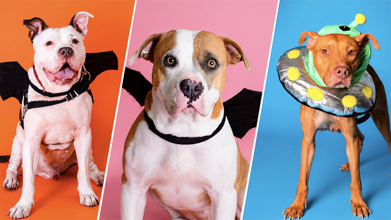Broward County Animal Care Hosts ‘Pup or Treat’ Halloween Celebration With Free Pet Adoptions 6 Broward County Animal Care Hosts ‘Pup or Treat’ Halloween Celebration With Free Pet Adoptions 5